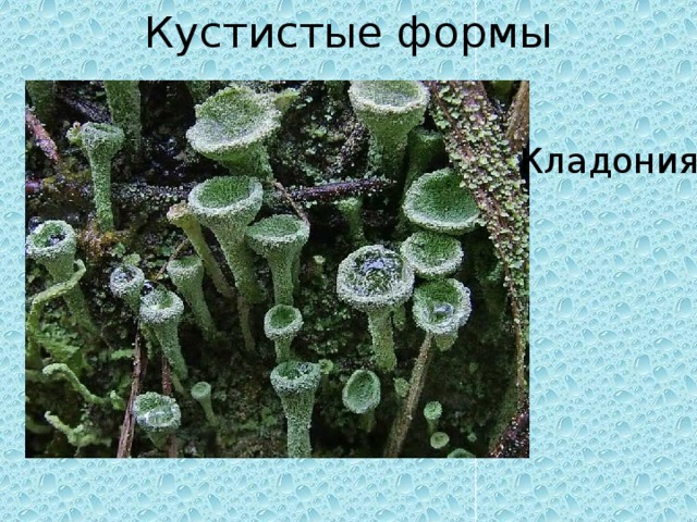 Кустистые формы Кладония 