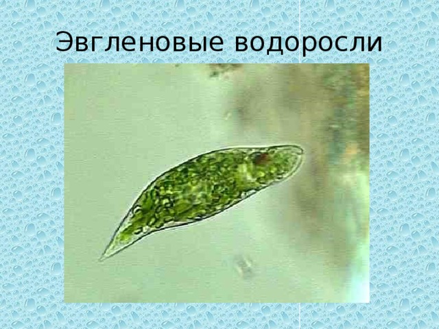 Эвгленовые водоросли 