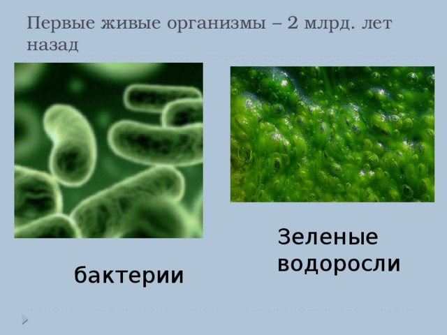 Первые живые организмы – 2 млрд. лет назад Зеленые водоросли бактерии 