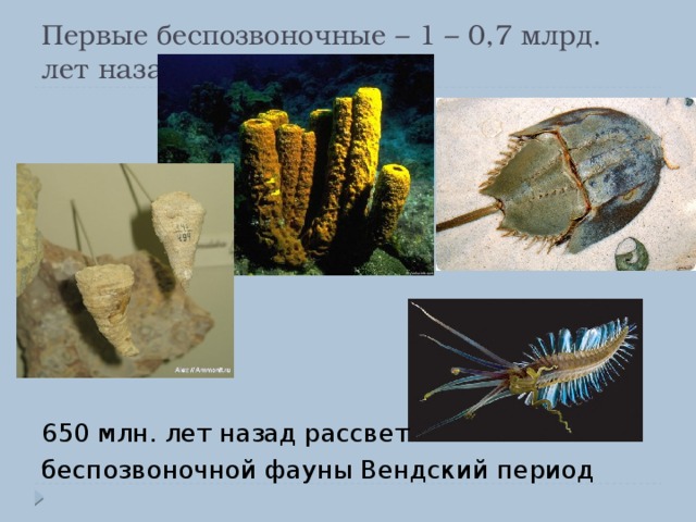 Первые беспозвоночные – 1 – 0,7 млрд. лет назад 650 млн. лет назад рассвет беспозвоночной фауны Вендский период 