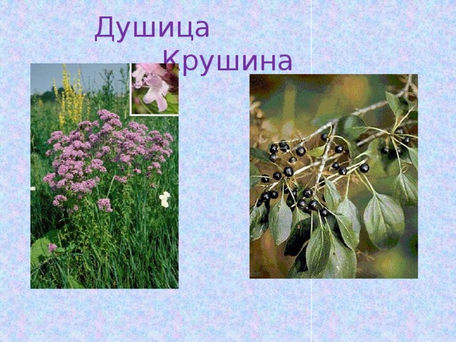 Душица Крушина 