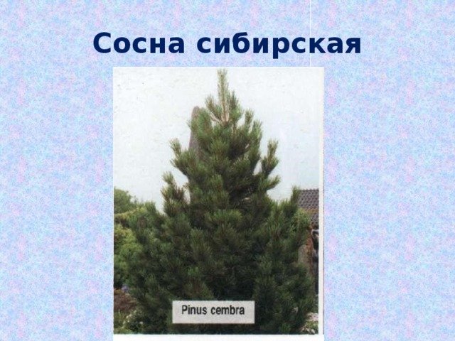 Сосна сибирская 