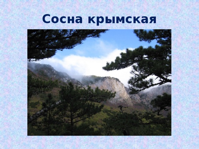 Сосна крымская 