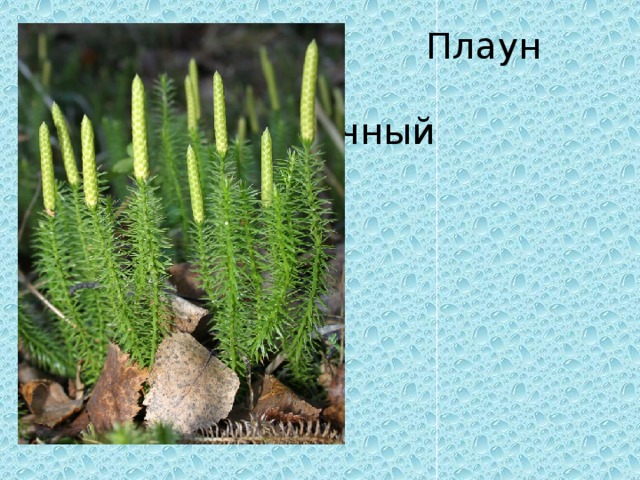  Плаун г годичный 