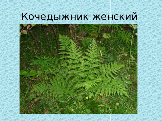 Кочедыжник женский 