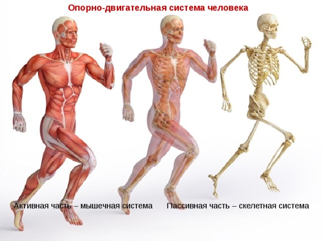 Опорно-двигательная система человека Пассивная часть – скелетная система Активная часть – мышечная система 