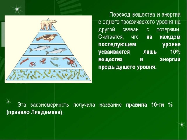 Сколько процентов энергии доходит до второго трофического уровня на приведенной схеме