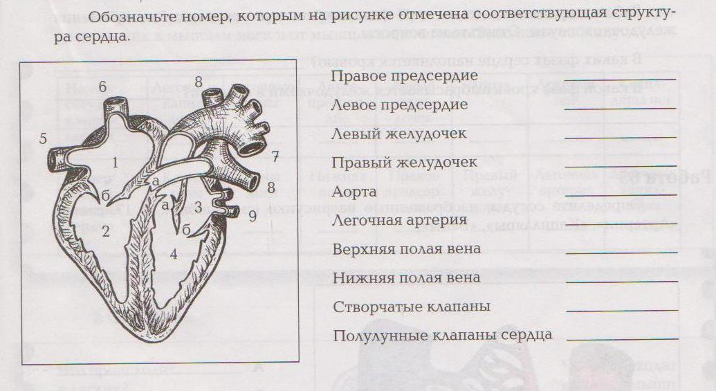 Кровообращение проверочное. Строение сердца тест рисунок. Проверочная работа строение сердца. Тесты на тему строение сердца. Строение сердца человека биология.