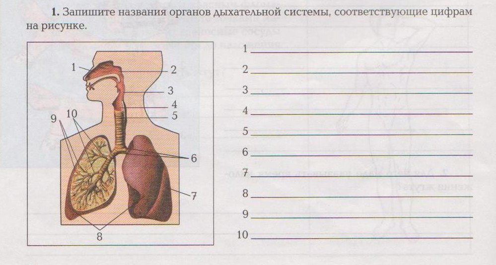 Русское название органа