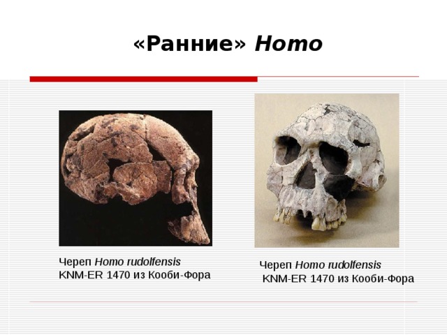 «Ранние» Homo   Череп Homo rudolfensis  KNM-ER 1470 из Кооби-Фора Череп Homo rudolfensis  KNM-ER 1470 из Кооби-Фора 