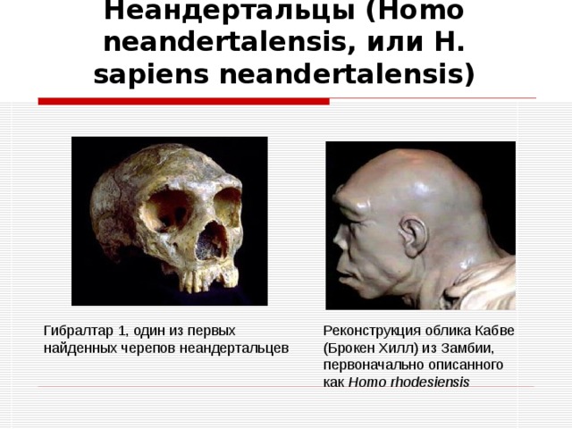 Неандертальцы (Homo neandertalensis, или H. sapiens neandertalensis) Гибралтар 1, один из первых найденных черепов неандертальцев Реконструкция облика Кабве (Брокен Хилл) из Замбии, первоначально описанного как Homo rhodesiensis   