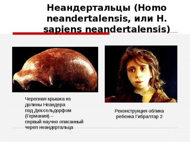 Неандертальцы (Homo neandertalensis, или H. sapiens neandertalensis) Черепная крышка из долины Неандера под Дюссельдорфом (Германия) – первый научно описанный череп неандертальца   Реконструкция облика  ребенка Гибралтар 2   