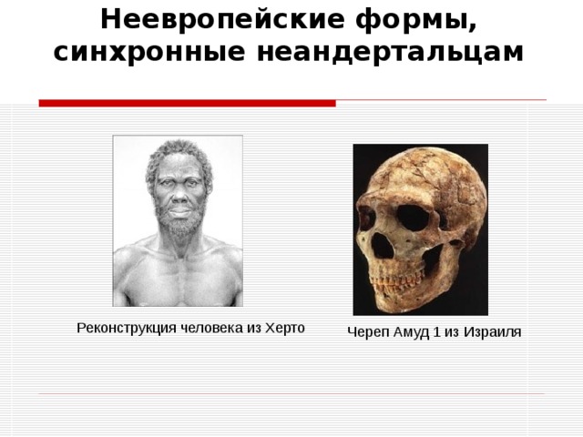  Неевропейские формы, синхронные неандертальцам    Реконструкция человека из Херто Череп Амуд 1 из Израиля 
