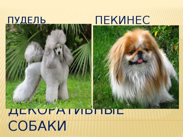Пекинес Пудель  Декоративные собаки 