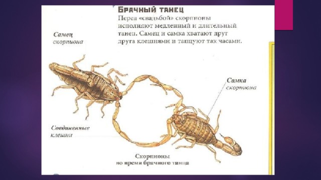 Презентация на тему скорпионы