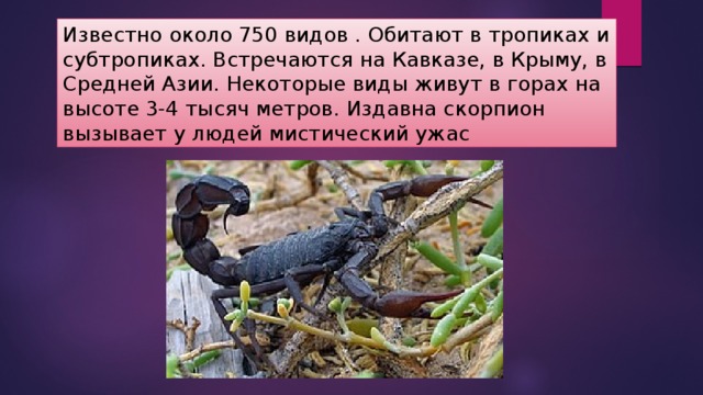 Известно около 750 видов . Обитают в тропиках и субтропиках. Встречаются на Кавказе, в Крыму, в Средней Азии. Некоторые виды живут в горах на высоте 3-4 тысяч метров. Издавна скорпион вызывает у людей мистический ужас 