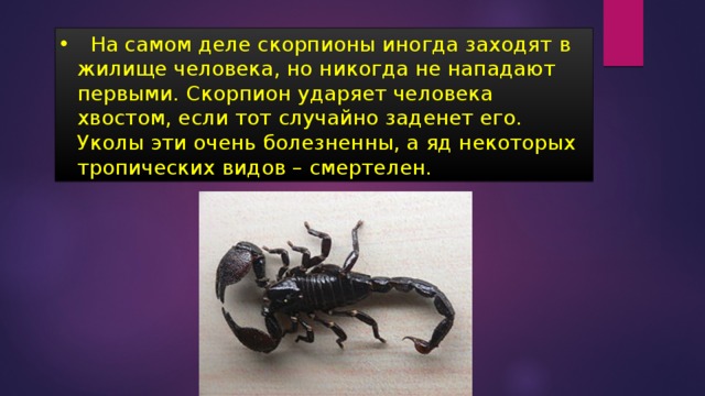  На самом деле скорпионы иногда заходят в жилище человека, но никогда не нападают первыми. Скорпион ударяет человека хвостом, если тот случайно заденет его. Уколы эти очень болезненны, а яд некоторых тропических видов – смертелен. 