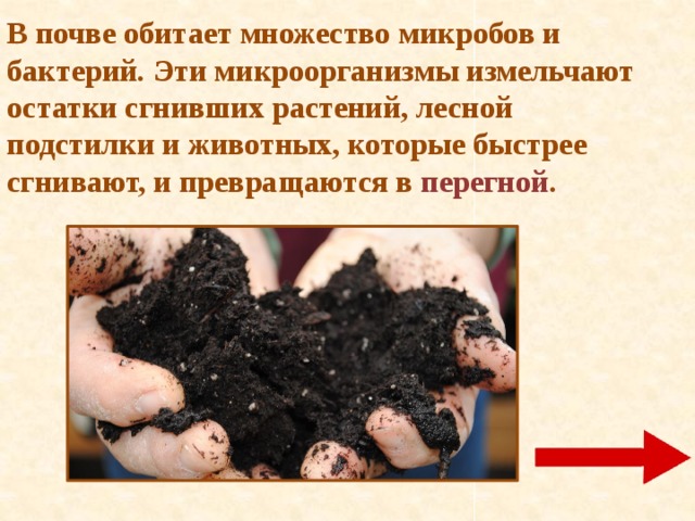 Перегной гумус образуется из. Остатки растений и животных в почве. Бактерии обитающие в почве. Бактерии которые обитают в почве. Перегной почва для презентации.