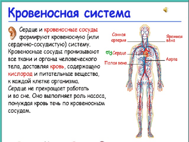 Презентация кровеносная система 8 класс биология