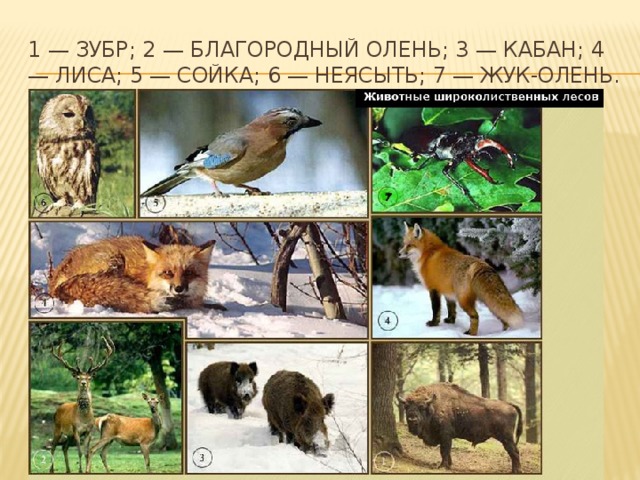 1 — зубр; 2 — благородный олень; 3 — кабан; 4 — лиса; 5 — сойка; 6 — неясыть; 7 — жук-олень. 