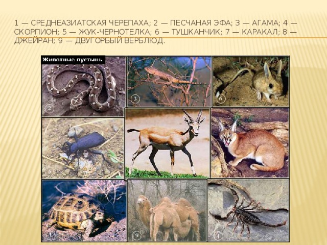 1 — среднеазиатская черепаха; 2 — песчаная эфа; 3 — агама; 4 — скорпион; 5 — жук-чернотелка; 6 — тушканчик; 7 — каракал; 8 — джейран; 9 — двугорбый верблюд. 
