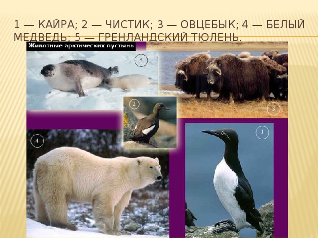 1 — кайра; 2 — чистик; 3 — овцебык; 4 — белый медведь; 5 — гренландский тюлень. 