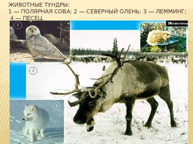 Животные тундры:  1 — полярная сова; 2 — северный олень; 3 — лемминг;  4 — песец. 