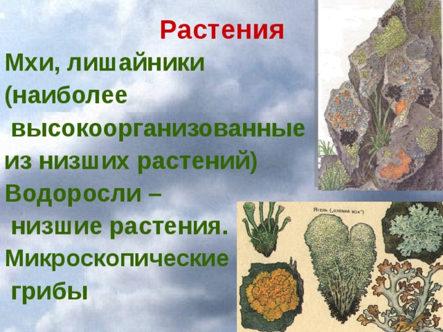 Растения Мхи, лишайники (наиболее  высокоорганизованные из низших растений) Водоросли –  низшие растения. Микроскопические  грибы  