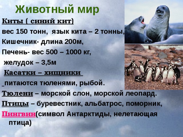 Животный мир Киты ( синий кит) вес 150 тонн, язык кита – 2 тонны, Кишечник- длина 200м, Печень- вес 500 – 1000 кг,  желудок – 3,5м  Касатки – хищники  питаются тюленями, рыбой. Тюлени – морской слон, морской леопард. Птицы – буревестник, альбатрос, поморник, Пингвин (символ Антарктиды, нелетающая птица)  