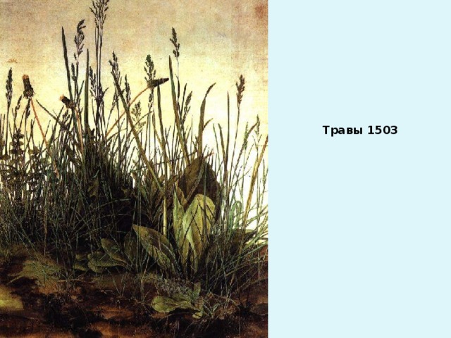 Травы 1503 
