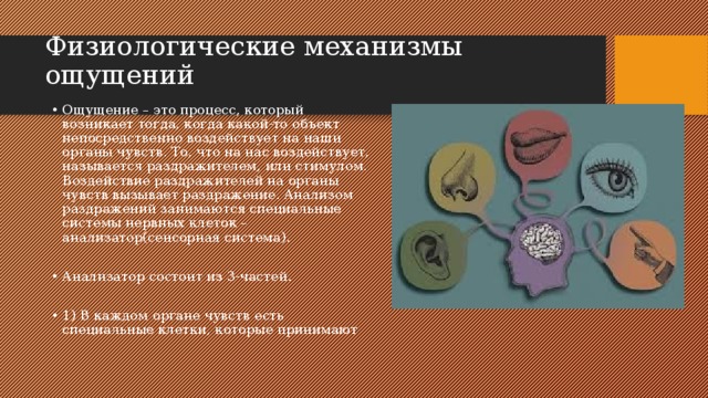 Физиологические механизмы ощущений   Ощущение – это процесс, который возникает тогда, когда какой-то объект непосредственно воздействует на наши органы чувств. То, что на нас воздействует, называется раздражителем, или стимулом. Воздействие раздражителей на органы чувств вызывает раздражение. Анализом раздражений занимаются специальные системы нервных клеток – анализатор(сенсорная система). Анализатор состоит из 3-частей. 1) В каждом органе чувств есть специальные клетки, которые принимают 