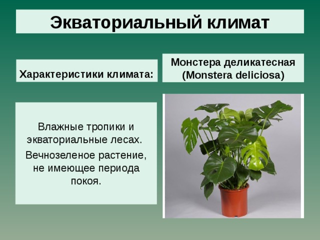 Экваториальный климат Монстера деликатесная ( Monstera deliciosa ) Характеристики климата: Влажные тропики и экваториальные лесах. Вечнозеленое растение, не имеющее периода покоя. 