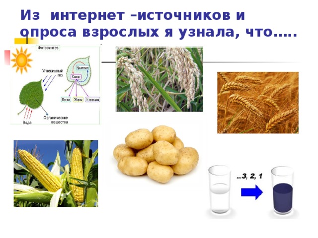 Из интернет –источников и опроса взрослых я узнала, что….. 