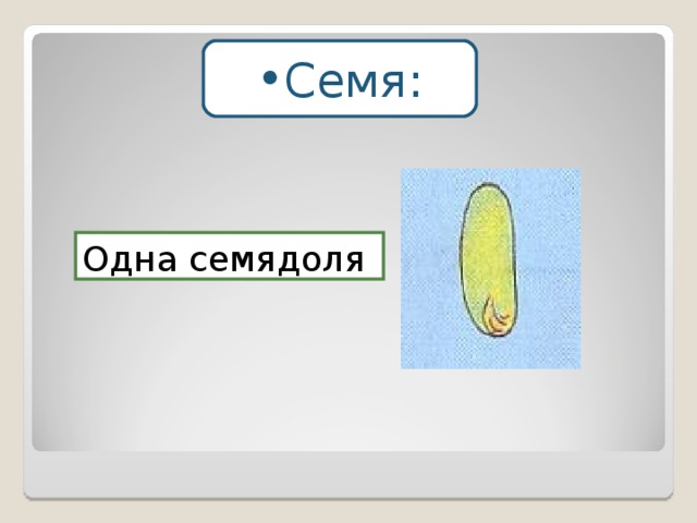 Рассмотри и подпиши рисунок впиши недостающее определи сколько семядолей в этом семени