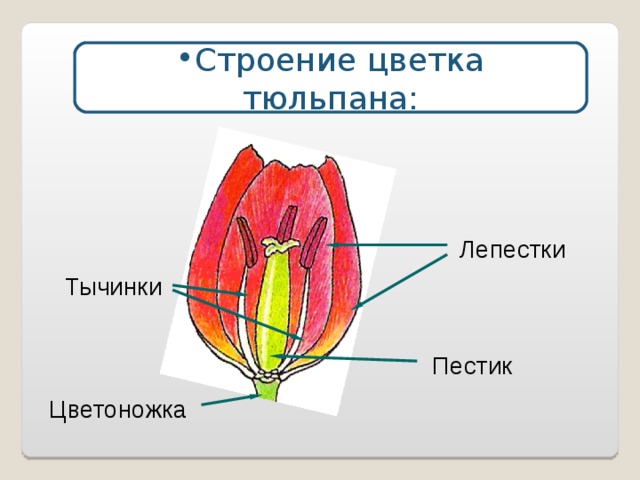 Схема тюльпана биология