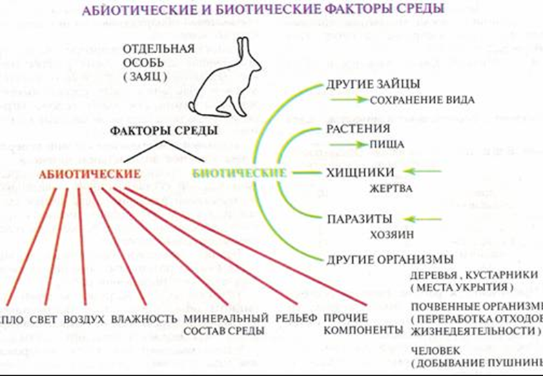 Корова человек тип биотических. Схема факторы среды абиотические биотические экологические. Схема факторы среды абиотические и биотические. Заяц факторы среды. Абиотические факторы среды схема.