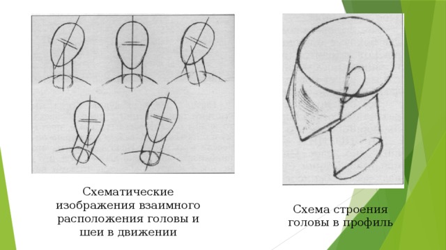 Основные пропорции головы человека 6 класс изо