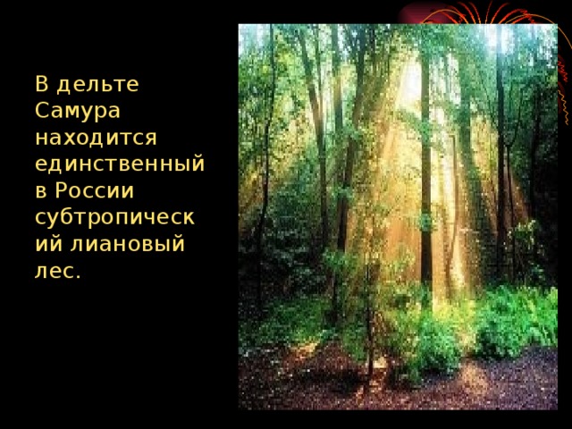 В дельте Самура находится единственный в России субтропический лиановый  лес.   