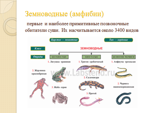 Классификация земноводных схема