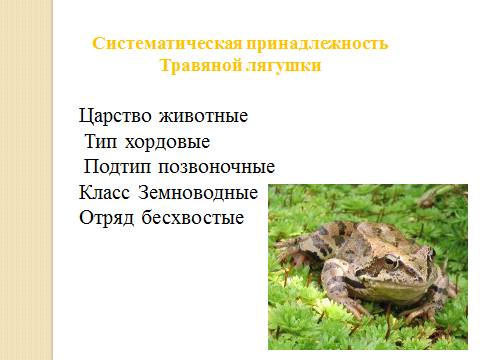 Систематическая принадлежность лягушки. Царство Тип класс отряд вид лягушки. Систематическое положение лягушки. Систематическое положение лягушки травяной.