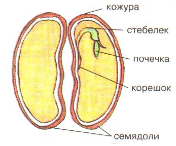 Технологическая карта урока биологии в 6 классе строение семян