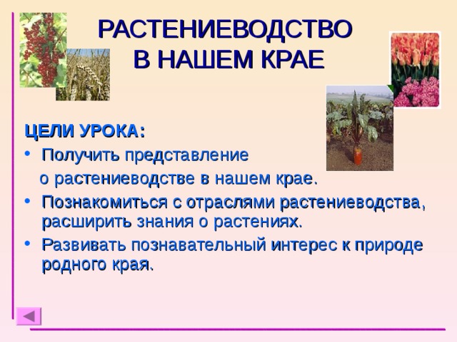 РАСТЕНИЕВОДСТВО  В НАШЕМ КРАЕ ЦЕЛИ УРОКА: Получить представление  о растениеводстве в нашем крае. Познакомиться с отраслями растениеводства, расширить знания о растениях. Развивать познавательный интерес к природе родного края. 