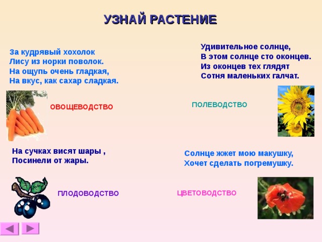  УЗНАЙ РАСТЕНИЕ Удивительное солнце, В этом солнце сто оконцев. Из оконцев тех глядят Сотня маленьких галчат.  За кудрявый хохолок Лису из норки поволок. На ощупь очень гладкая, На вкус, как сахар сладкая.   ПОЛЕВОДСТВО ОВОЩЕВОДСТВО На сучках висят шары , Посинели от жары.  Солнце жжет мою макушку, Хочет сделать погремушку.  ЦВЕТОВОДСТВО ПЛОДОВОДСТВО  