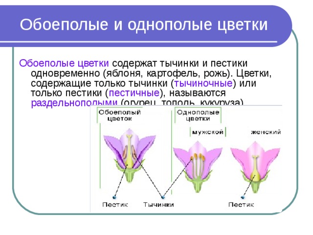 Обоеполые и однополые цветки Обоеполые цветки содержат тычинки и пестики одновременно (яблоня, картофель, рожь). Цветки, содержащие только тычинки ( тычиночные ) или только пестики ( пестичные ), называются раздельнополыми (огурец, тополь, кукуруза).