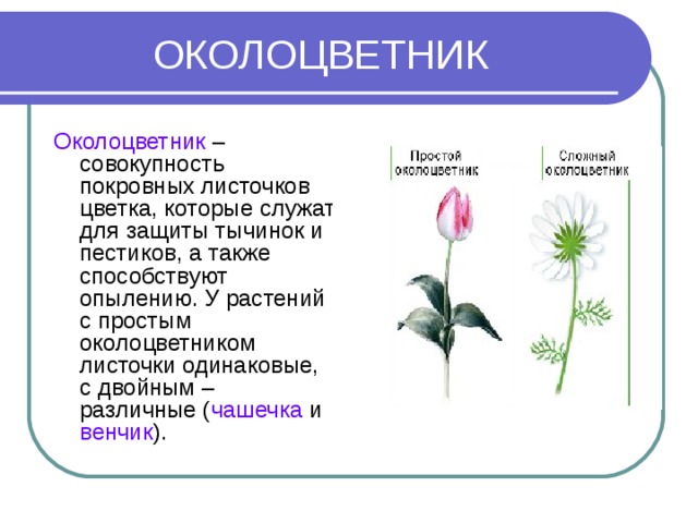 ОКОЛОЦВЕТНИК Околоцветник – совокупность покровных листочков цветка, которые служат для защиты тычинок и пестиков, а также способствуют опылению. У растений с простым околоцветником листочки одинаковые, с двойным – различные ( чашечка и венчик ).