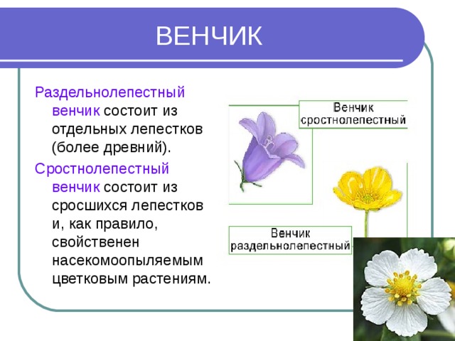 ВЕНЧИК Раздельнолепестный венчик состоит из отдельных лепестков (более древний). Сростнолепестный венчик состоит из сросшихся лепестков и, как правило, свойственен насекомоопыляемым цветковым растениям.