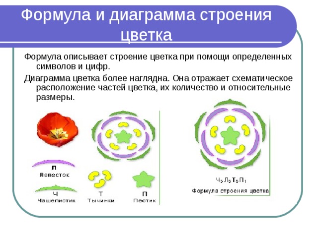 Формула и диаграмма строения цветка Формула описывает строение цветка при помощи определенных символов и цифр. Диаграмма цветка более наглядна. Она отражает схематическое расположение частей цветка, их количество и относительные размеры.