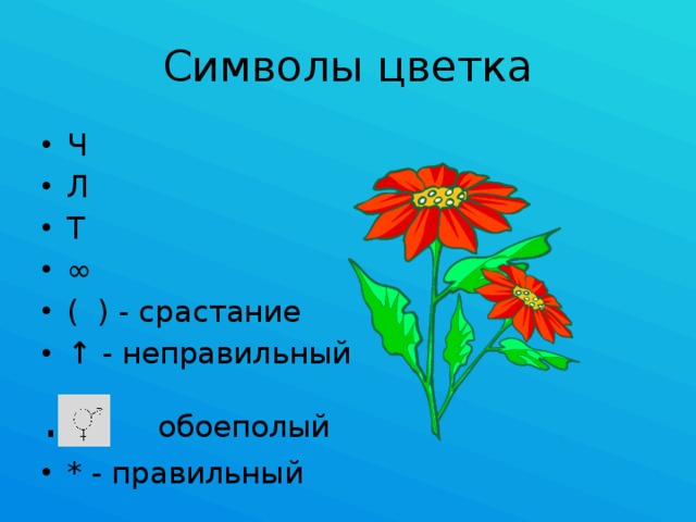 Символы цветка Ч Л Т ∞ ( ) - срастание ↑ - неправильный . обоеполый