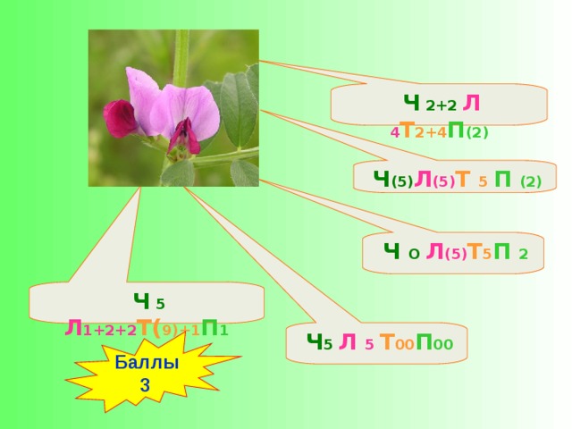 Ч (5) Л (5) Т 5 П (2)  Ч 5 Л 5 Т 00 П 00  Ч 5 Л 1+2+2 Т( 9)+1 П 1  Ч О Л (5) Т 5 П 2  Ч 2+2 Л 4 Т 2+4 П (2)  Баллы 3