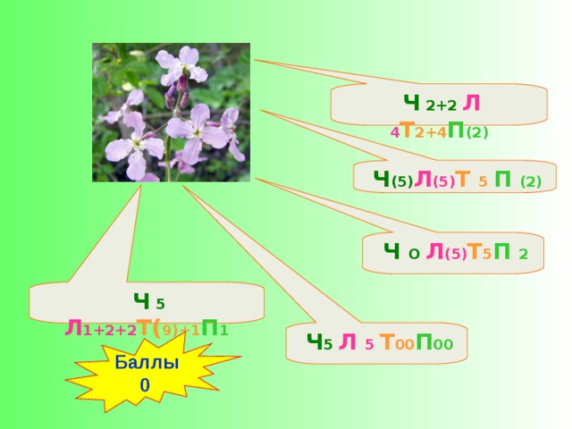 Ч (5) Л (5) Т 5 П (2)  Ч 5 Л 5 Т 00 П 00  Ч 5 Л 1+2+2 Т( 9)+1 П 1  Ч О Л (5) Т 5 П 2  Ч 2+2 Л 4 Т 2+4 П (2)  Баллы 0